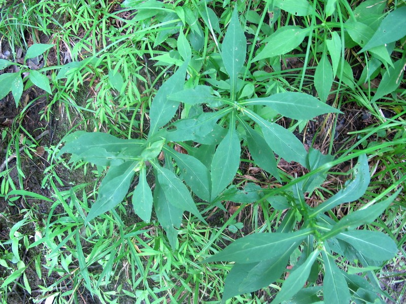 Crookedstem Aster photo 6