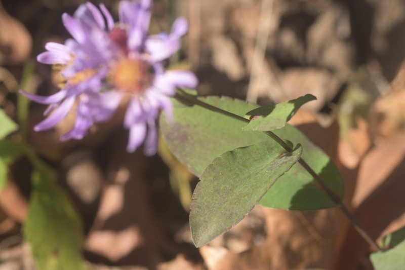 Crookedstem Aster photo 7