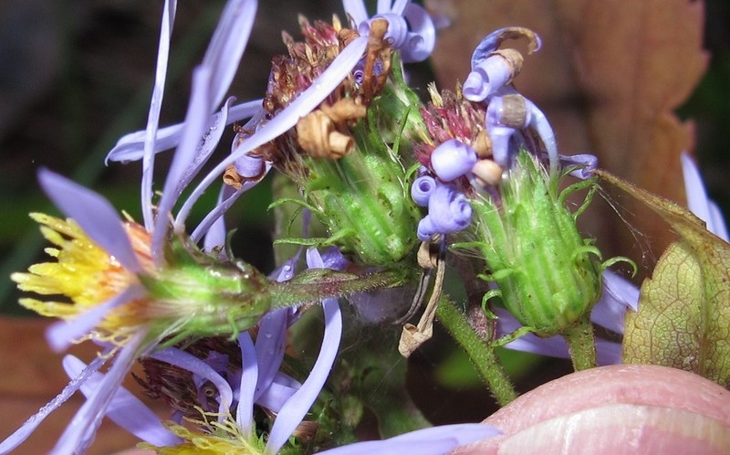 Crookedstem Aster photo 8