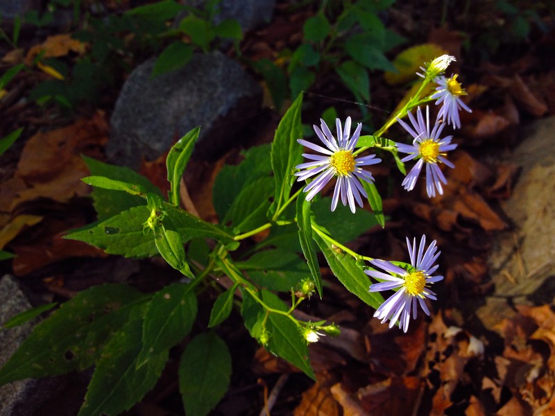 Crookedstem Aster photo 4