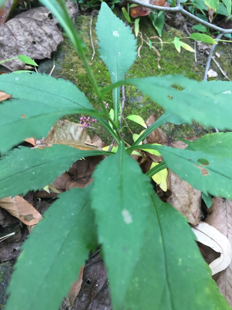 Crookedstem Aster photo 5