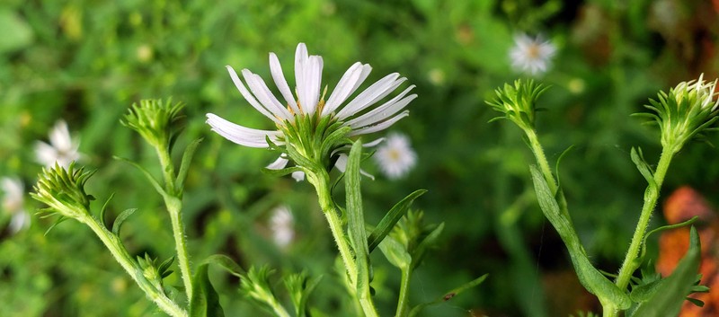 Crookedstem Aster photo 6
