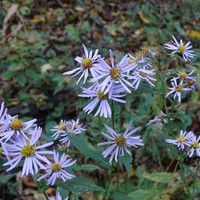 Crookedstem Aster