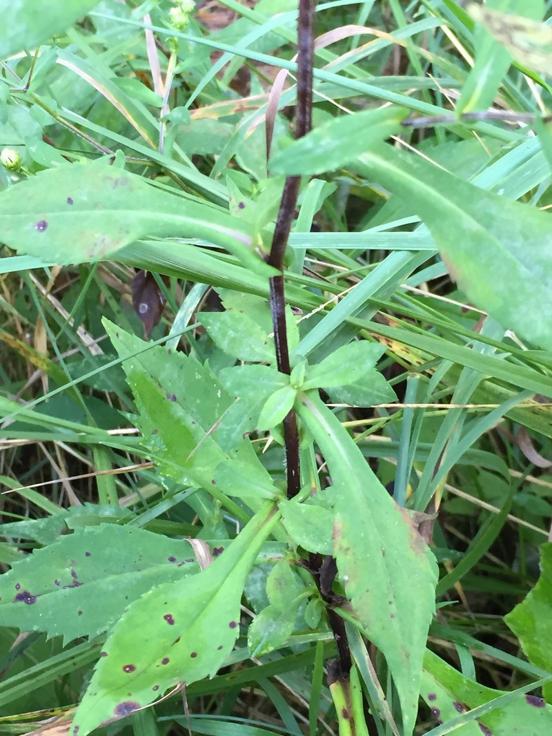 Crookedstem Aster photo 2