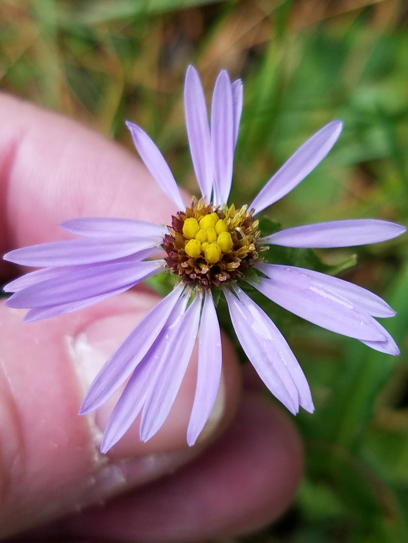 Crookedstem Aster photo 3