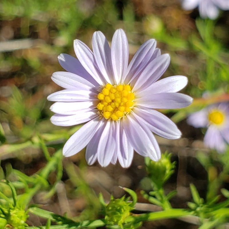 Lavender Oldfield Aster