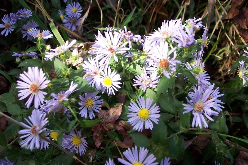 Purplestem Aster photo 6