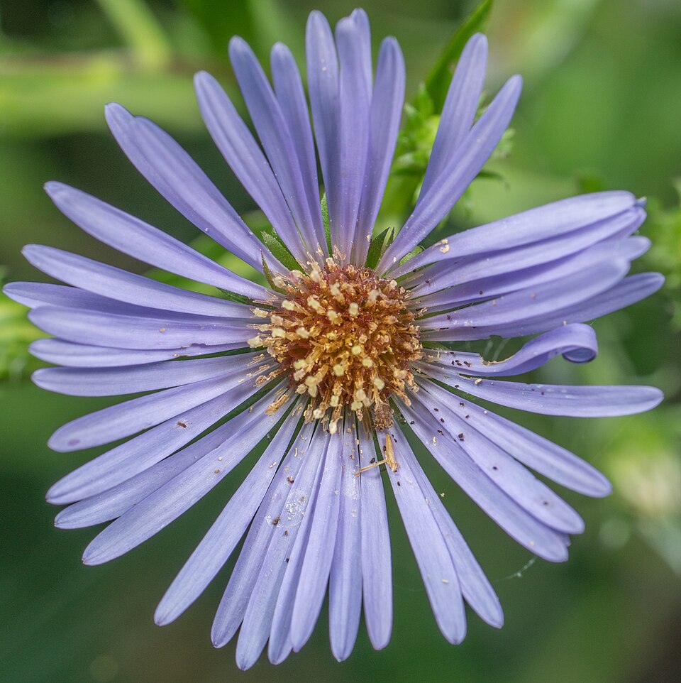 Purplestem Aster photo 4