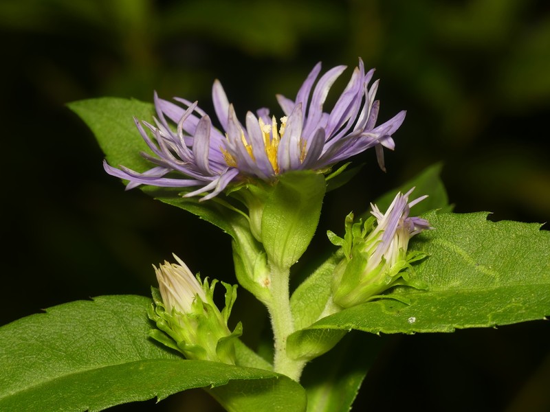 Purplestem Aster photo 2