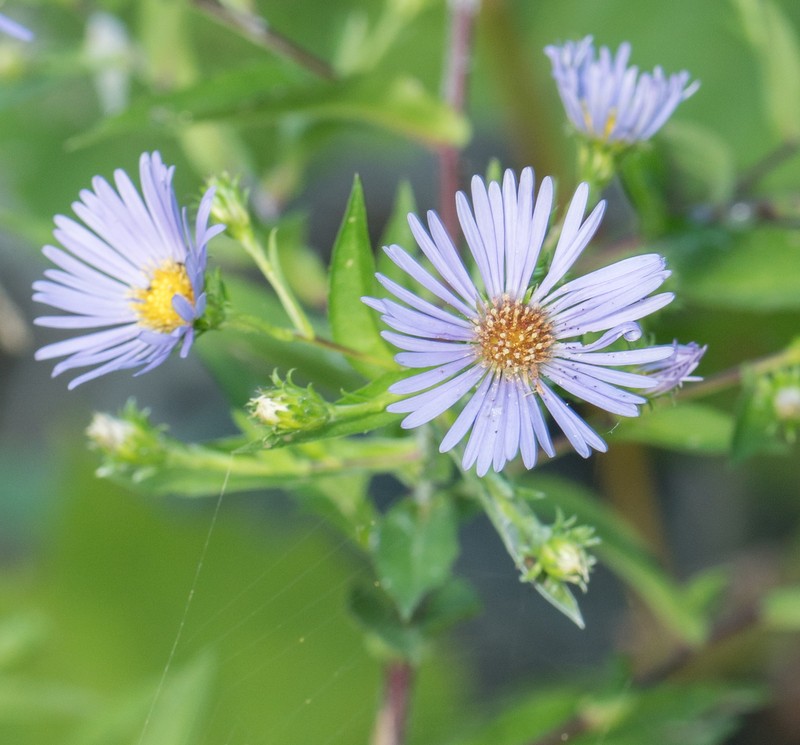 Purplestem Aster
