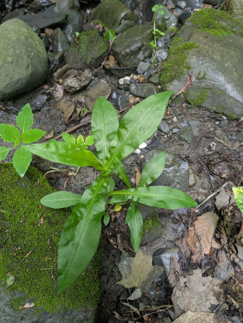 Symphyotrichum puniceum var. puniceum