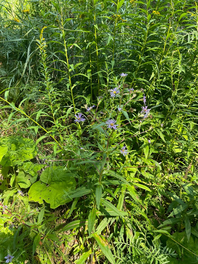 Symphyotrichum puniceum var. puniceum photo 2