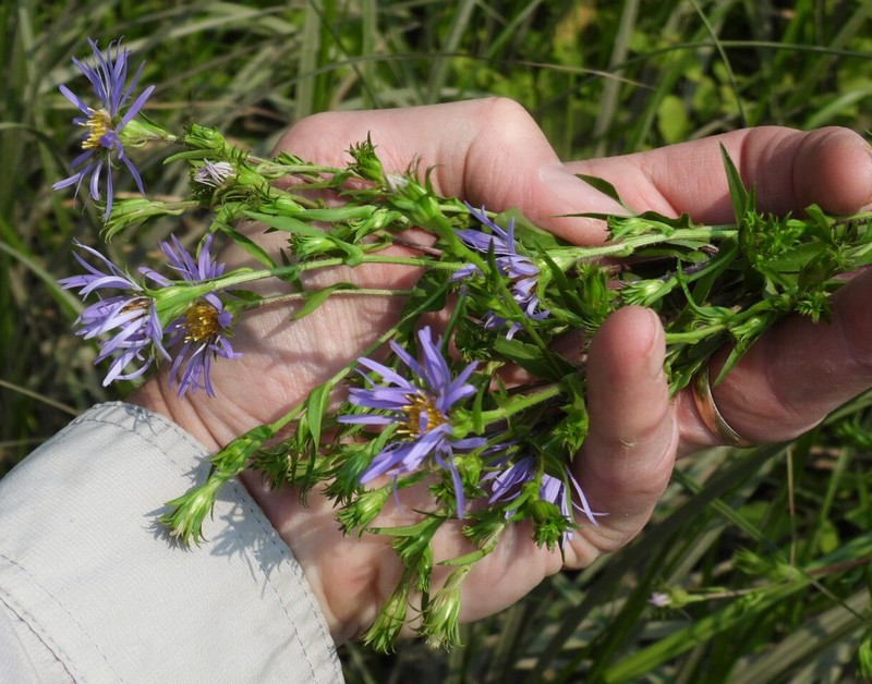 Symphyotrichum puniceum var. puniceum photo 3