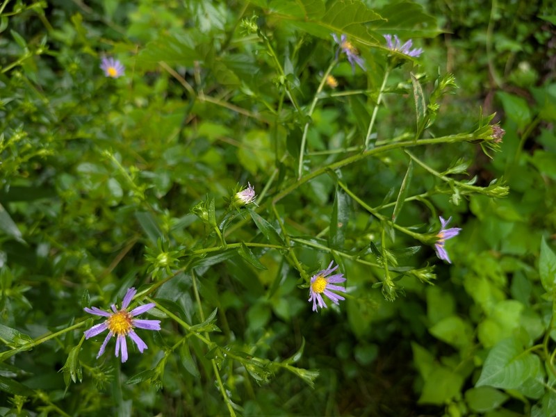 Symphyotrichum puniceum var. puniceum photo 4