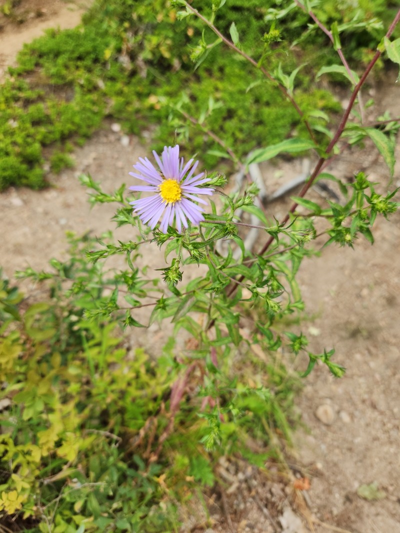 Symphyotrichum puniceum var. puniceum photo 5