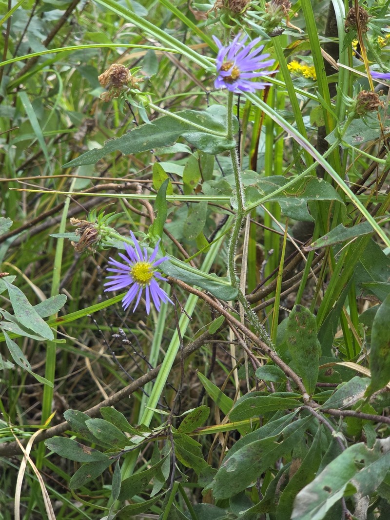 Symphyotrichum puniceum var. puniceum photo 7