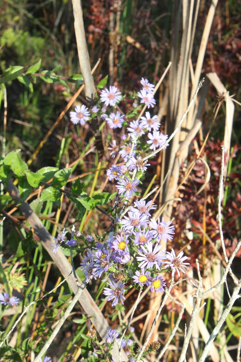 Symphyotrichum puniceum var. scabricaule