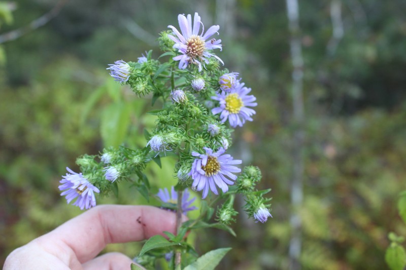Symphyotrichum puniceum var. scabricaule photo 2
