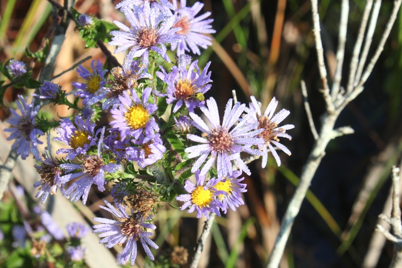 Symphyotrichum puniceum var. scabricaule photo 3