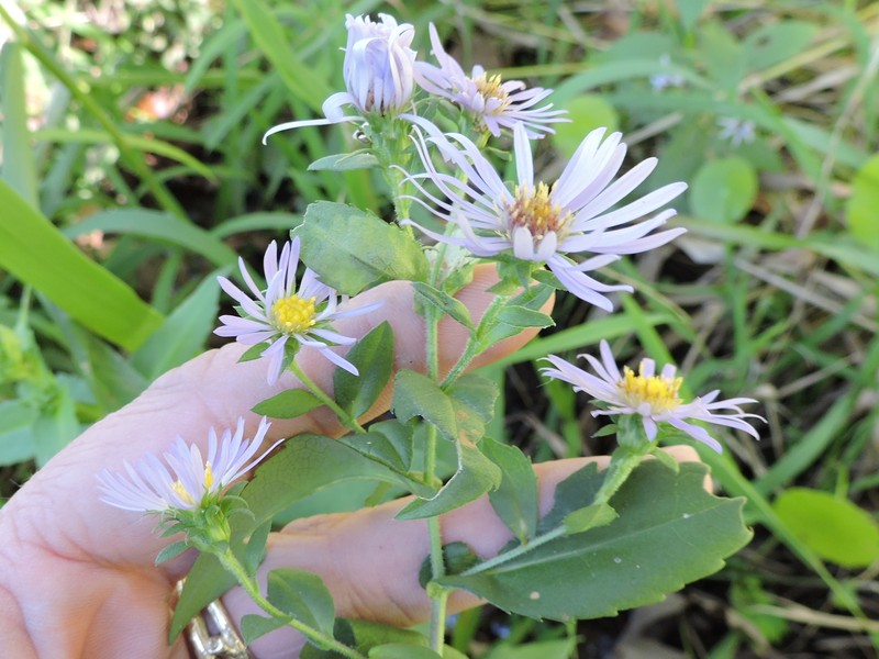 Symphyotrichum puniceum var. scabricaule photo 4