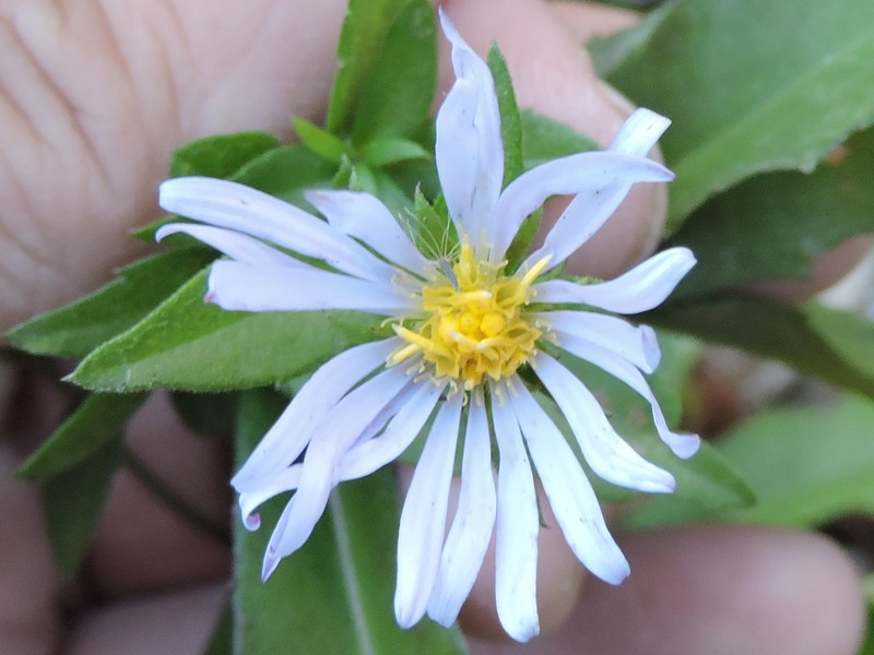 Symphyotrichum puniceum var. scabricaule photo 5