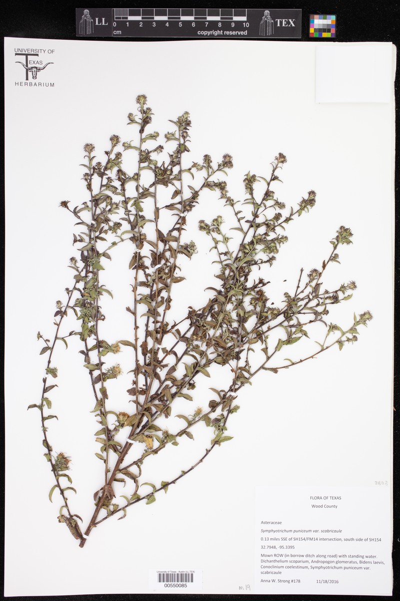 Symphyotrichum puniceum var. scabricaule photo 6