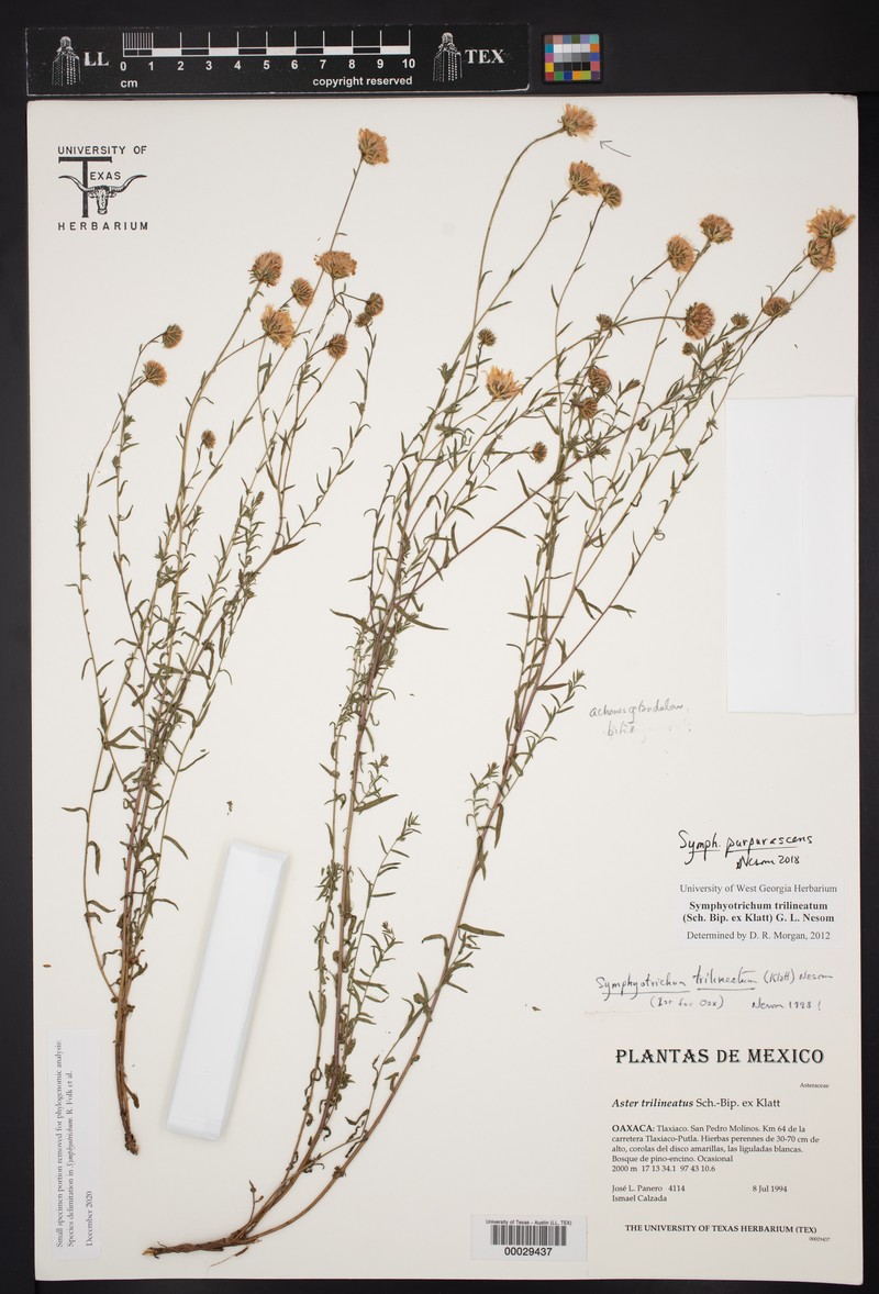 Symphyotrichum purpurascens