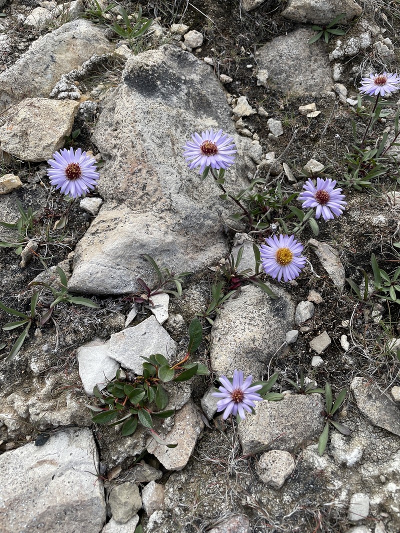 Pygmy Aster photo 8