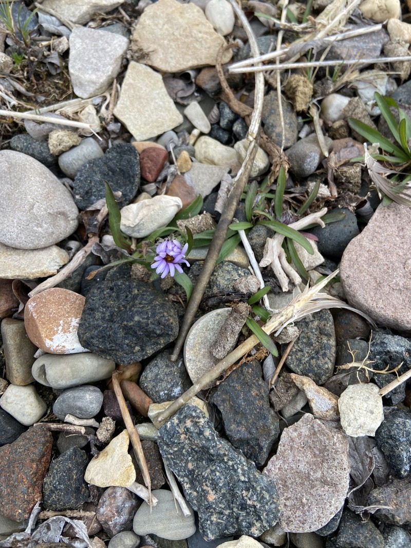Pygmy Aster photo 2