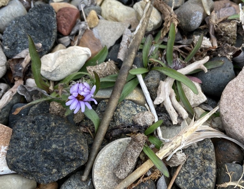 Pygmy Aster photo 3