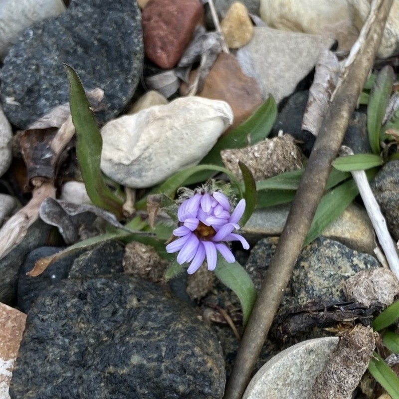Pygmy Aster photo 4
