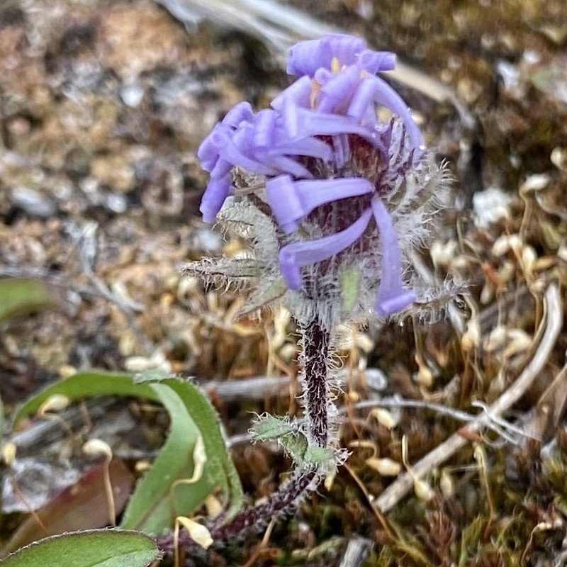 Pygmy Aster photo 5