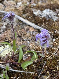 Pygmy Aster