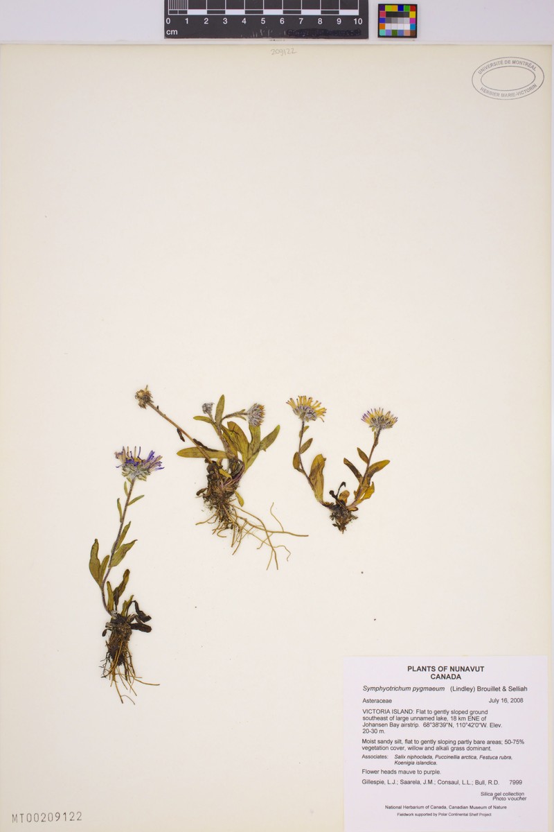 Pygmy Aster photo 6