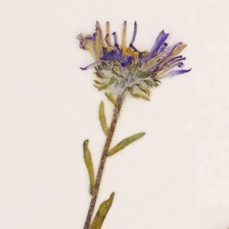 Pygmy Aster photo 8