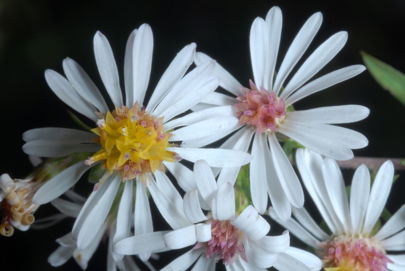 Smooth White Oldfield Aster photo 8