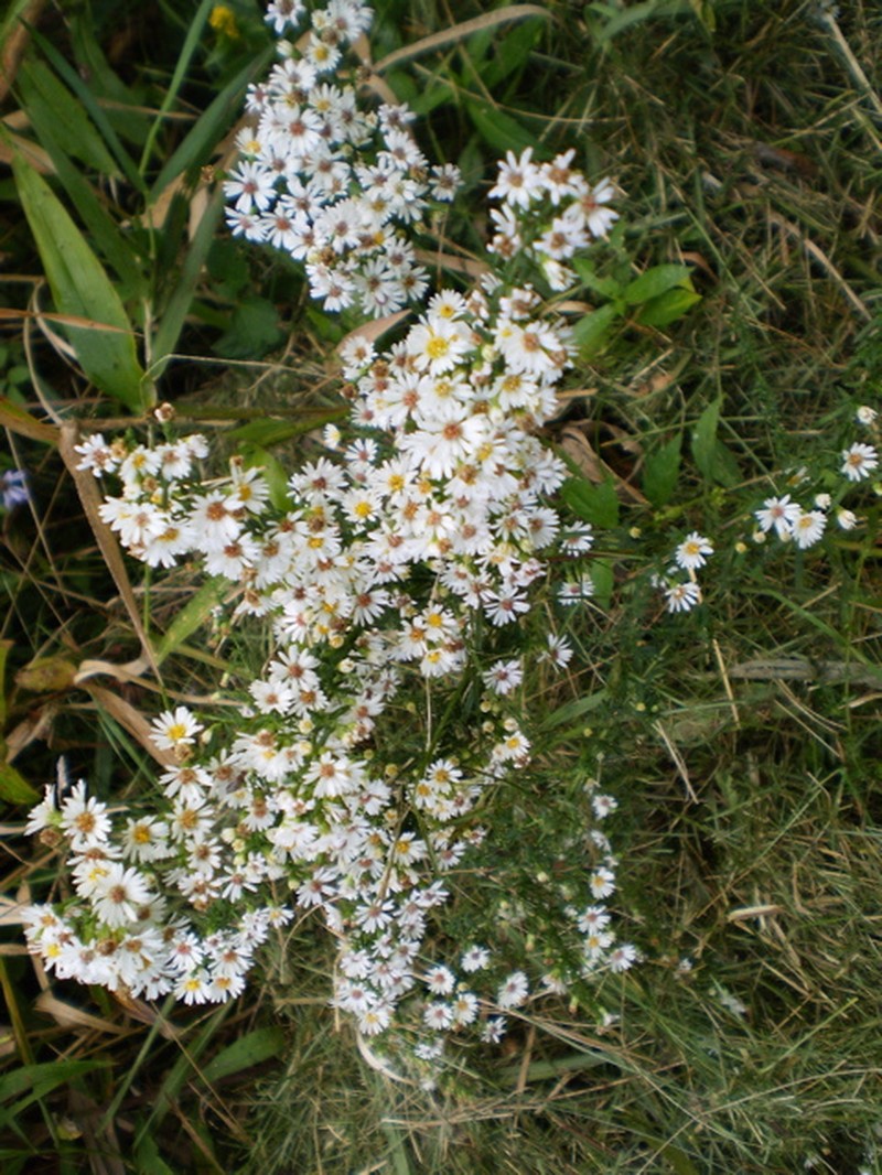 Smooth White Oldfield Aster photo 4