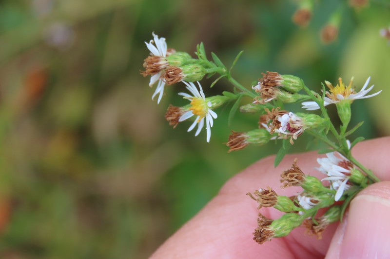 Smooth White Oldfield Aster photo 5