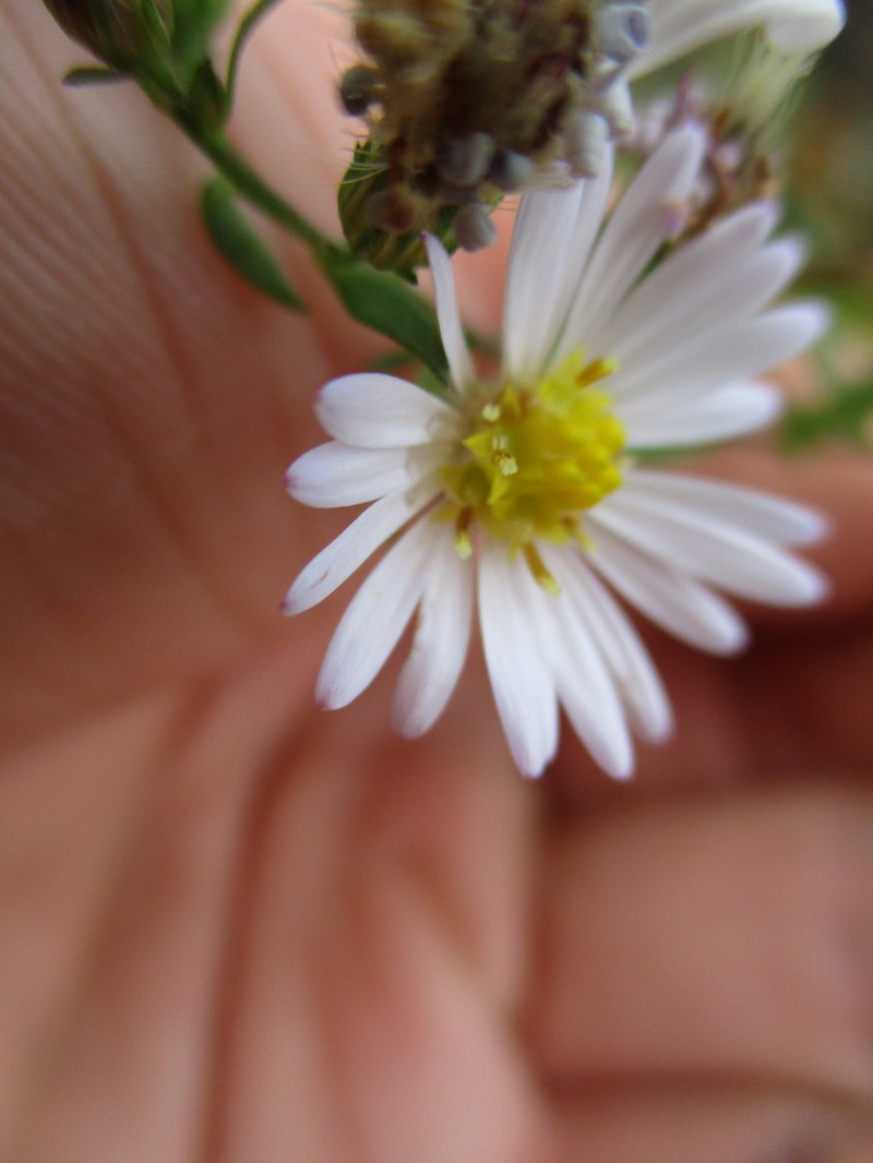 Smooth White Oldfield Aster photo 6