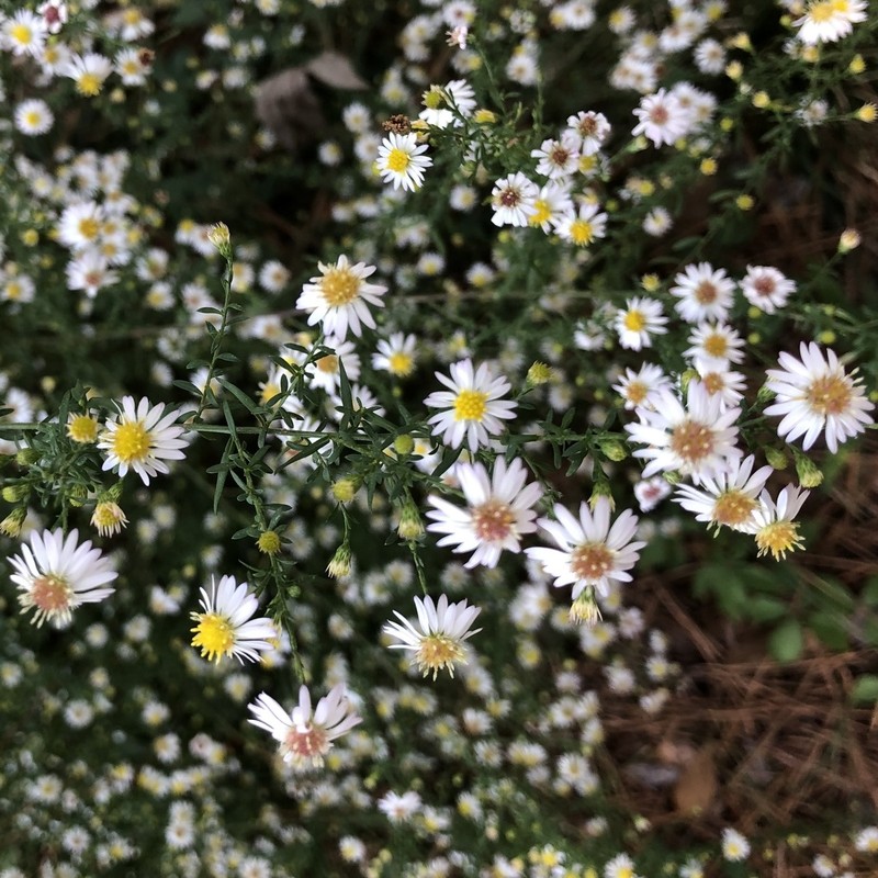 Smooth White Oldfield Aster photo 2