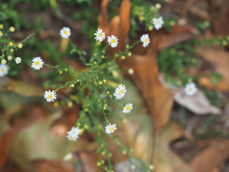 Smooth White Oldfield Aster