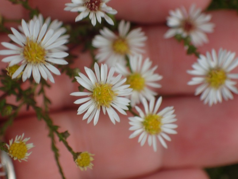 Smooth White Oldfield Aster photo 3