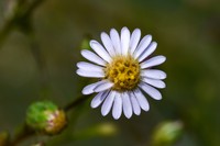 Symphyotrichum regnellii