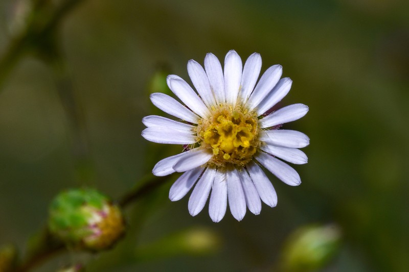 Symphyotrichum regnellii