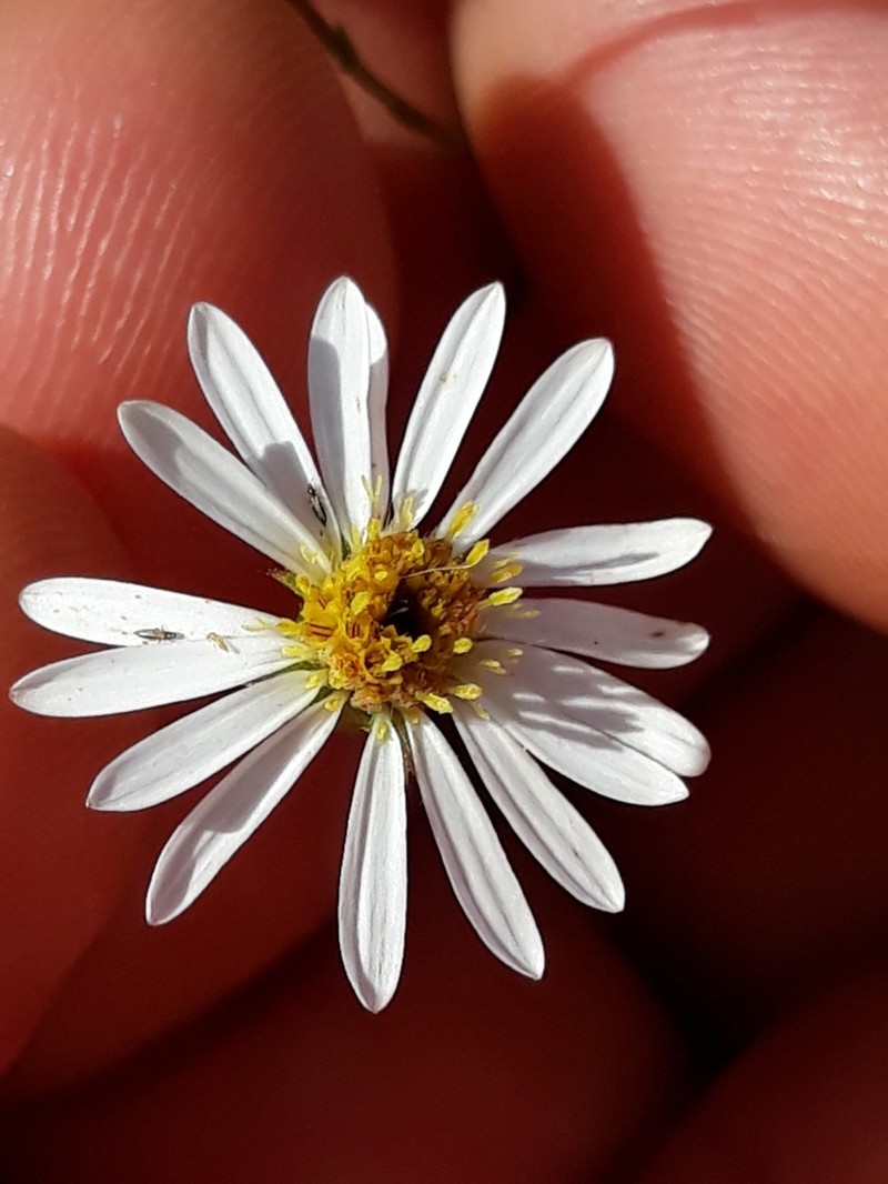 Symphyotrichum regnellii photo 2