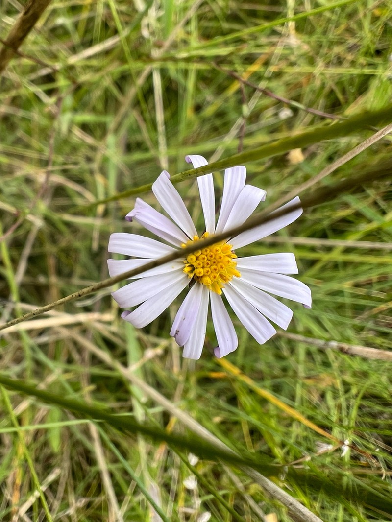Symphyotrichum regnellii photo 3