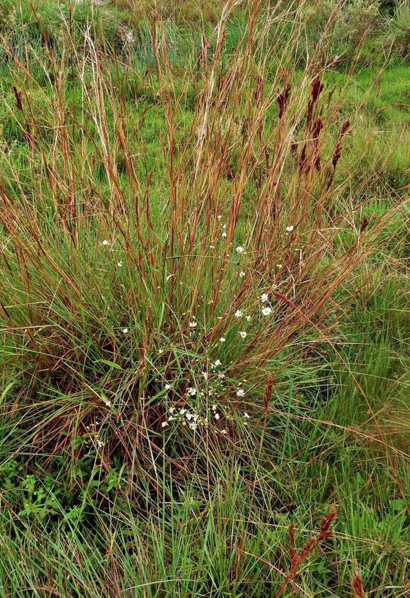 Symphyotrichum regnellii photo 4