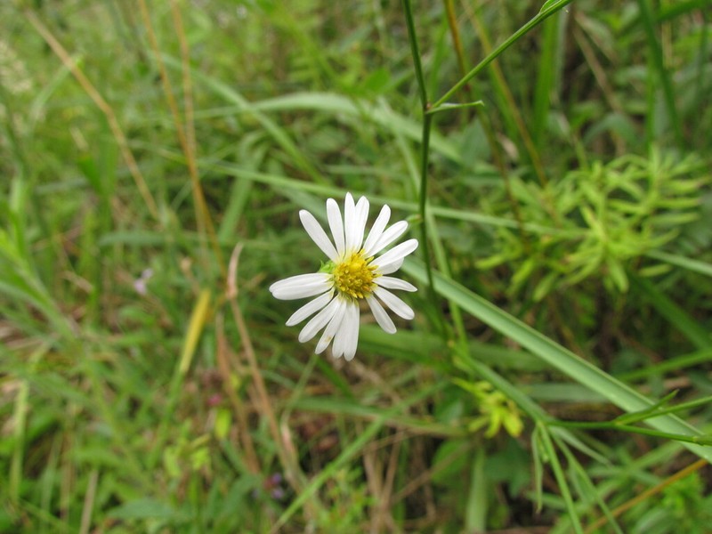 Symphyotrichum regnellii photo 5