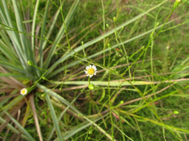 Symphyotrichum regnellii photo 6
