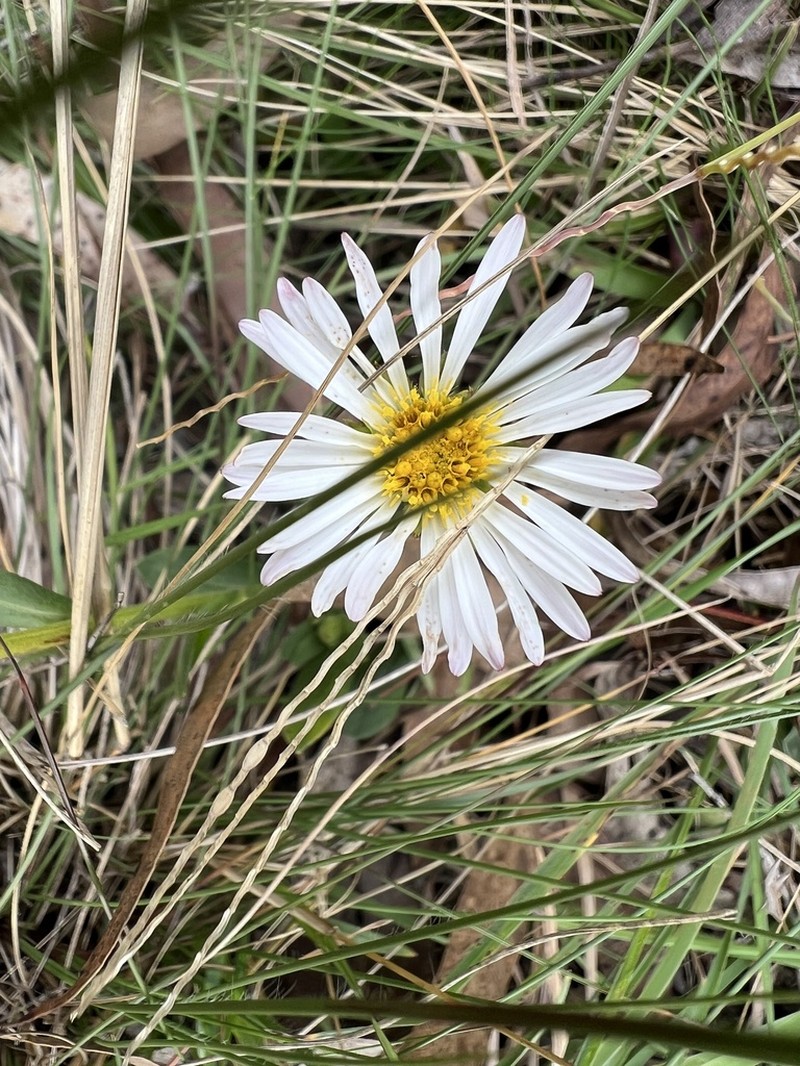 Symphyotrichum regnellii photo 7